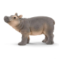 Bébé hippopotame