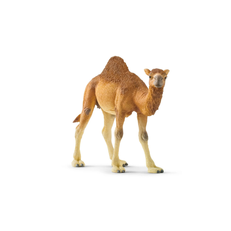 Dromadaire