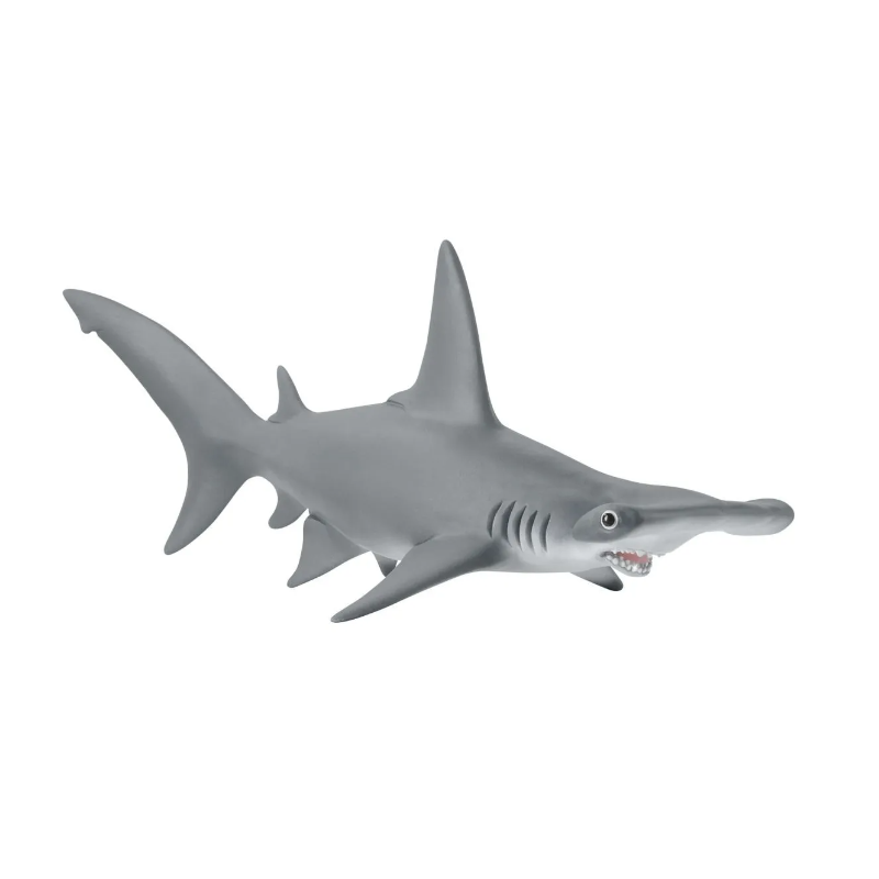 Requin marteau
