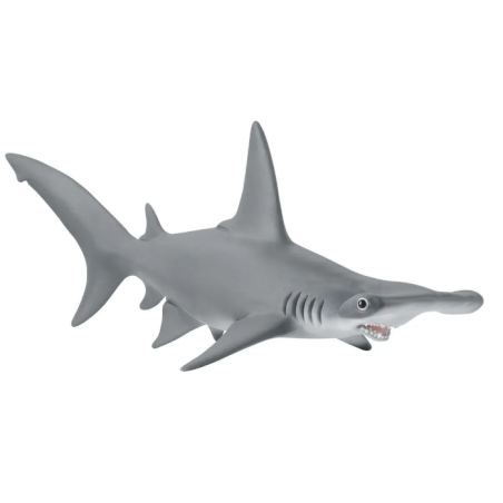 Requin marteau