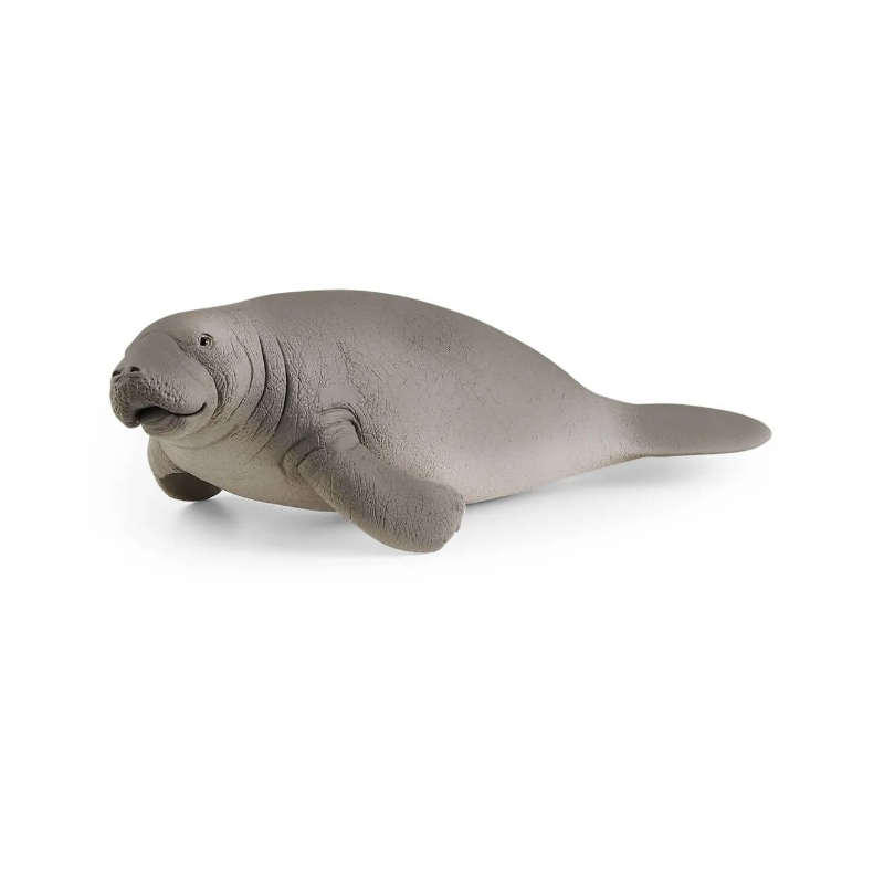 Lamantin