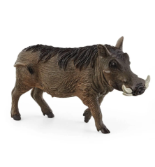 Phacochère