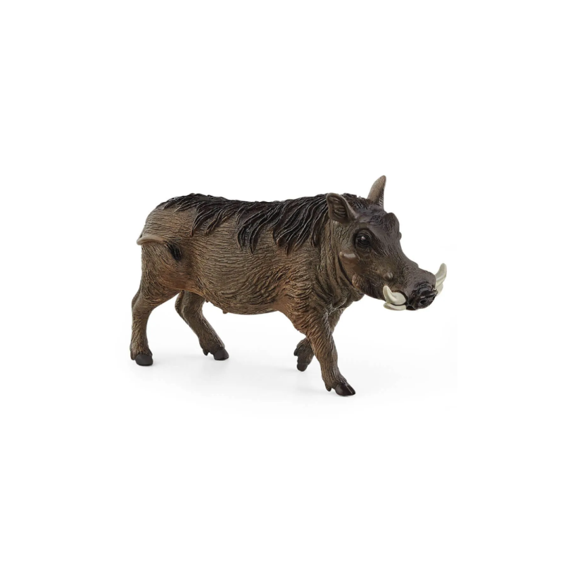 Phacochère