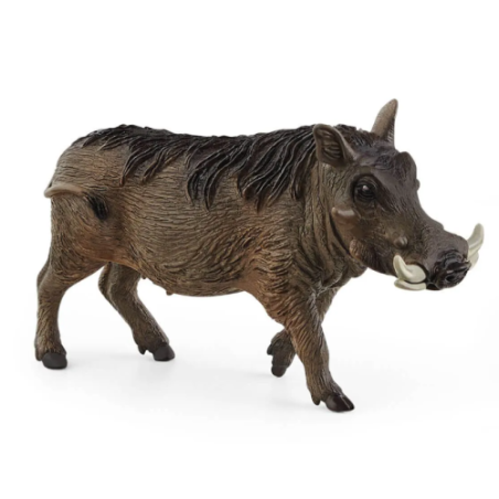 Phacochère