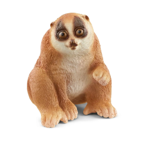 Nycticèbe