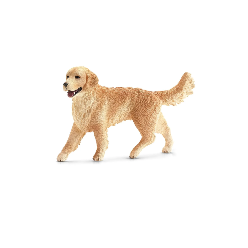 Golden Retriever femelle