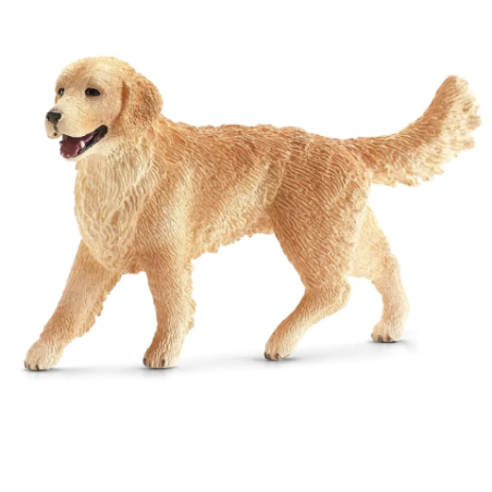 Golden Retriever femelle