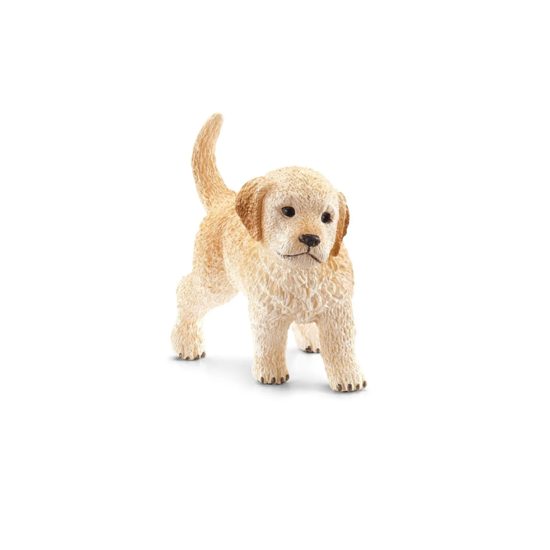 Chiot Golden Retriever