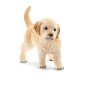 Chiot Golden Retriever