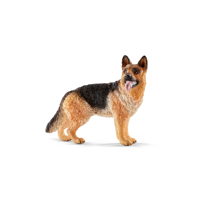 Berger allemand femelle