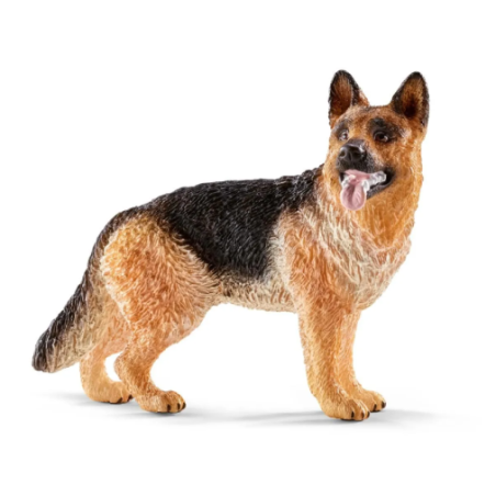 Berger allemand femelle