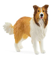 Chien Collie
