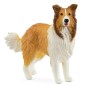 Chien Collie