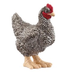 Poule Plymouth Rock
