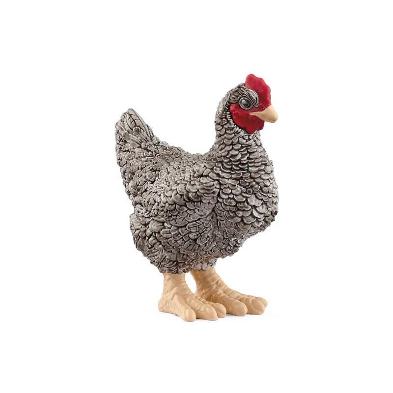 Poule Plymouth Rock