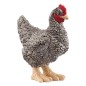 Poule Plymouth Rock