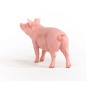 Cochon