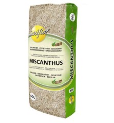 Miscanthus 60L
