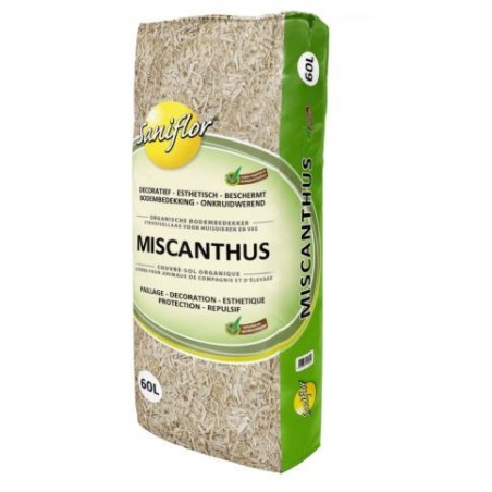 Miscanthus 60L