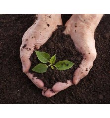 Terrau de plantation vrac