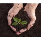 Terrau de plantation vrac