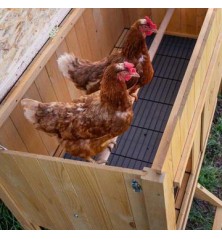 Poulailler Hen House