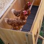 Poulailler Hen House