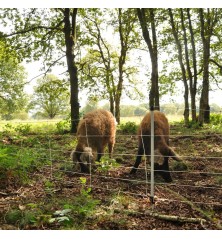 Filet sanglier