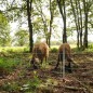 Filet sanglier