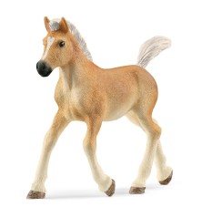 Poulain Haflinger