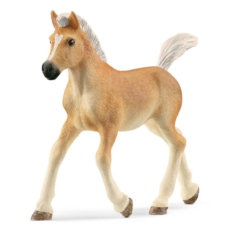 Poulain Haflinger