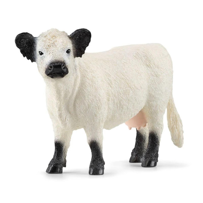 Vache Galloway