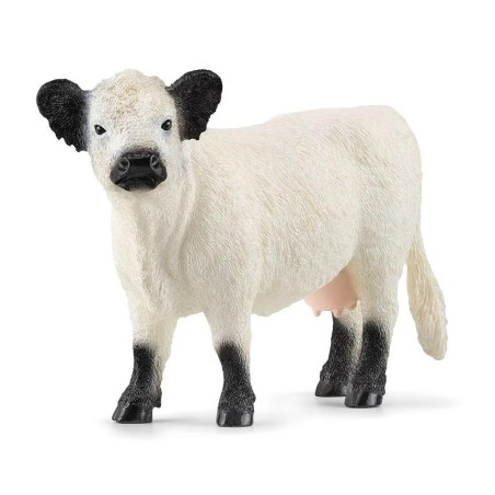 Vache Galloway