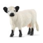 Vache Galloway