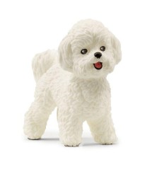 Bichon Frisé