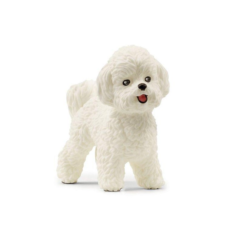 Bichon Frisé