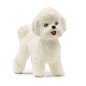 Bichon Frisé