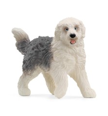 Bobtail chien de berger anglais
