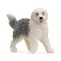 Bobtail chien de berger anglais