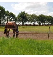 Piquet Cheval terra 1,55m