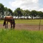 Piquet Cheval terra 1,55m
