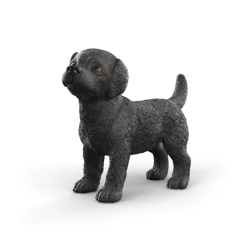 Chiot Labrador Retriever noir