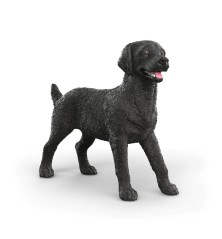Femelle Labrador Retriever noir