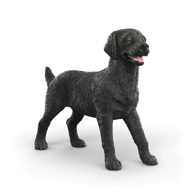 Femelle Labrador Retriever noir