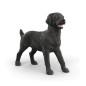 Femelle Labrador Retriever noir