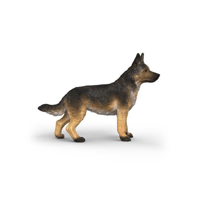 Berger Allemand Femelle