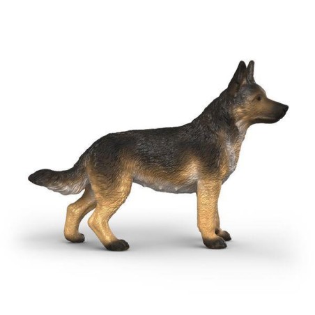Berger Allemand Femelle