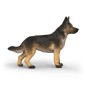 Berger Allemand Femelle