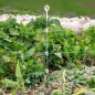 Isolateur Piquet Multi-fil Blanc