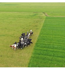 Araignée de prairie